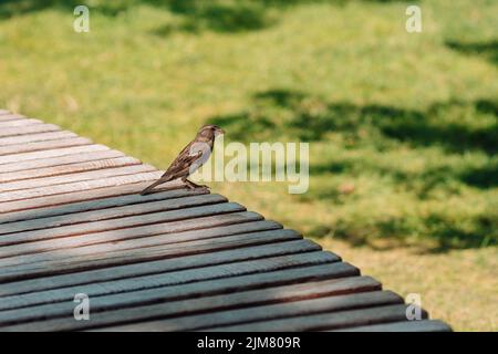 Sparrow sur un banc en bois de parc en été. Gros plan de la perchage d'oiseaux sur le bois. CopySpace Banque D'Images