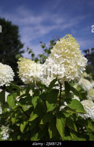 Un sélectif de fleurs blanches d'Hydrangea paniculata Banque D'Images