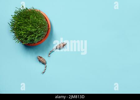 Composition de la couche plate avec accessoires pour un chat sur fond bleu. Soin des animaux. Banque D'Images