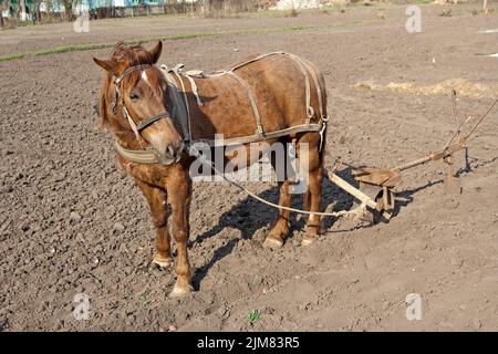 Cheval avec charrue Banque D'Images