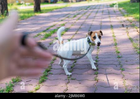 Le chien tire sur la laisse de son propriétaire. Un homme marche avec un Jack Russell Terrier. Banque D'Images