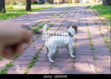 Le chien tire sur la laisse de son propriétaire. Un homme marche avec un Jack Russell Terrier. Banque D'Images