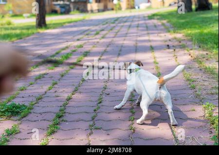 Le chien tire sur la laisse de son propriétaire. Un homme marche avec un Jack Russell Terrier. Banque D'Images