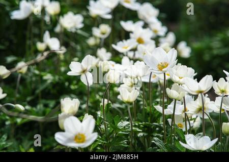 Les fleurs anemonoïdes sont blanches, domestiques. Banque D'Images