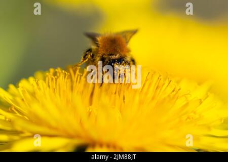 L'abeille pollinise le pissenlit et recueille le nectar. Banque D'Images