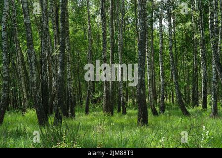 Forêt dense de bouleau. Forêt verte avec jeunes bouleaux. Banque D'Images