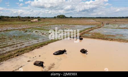 Drone aérien de Buffaloes dans l'eau parmi les terres agricoles et les champs de riz. Sri Lanka. Banque D'Images