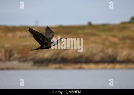 Grand Cormorant en vol à Cemyln Lagoon Wales Royaume-Uni Banque D'Images