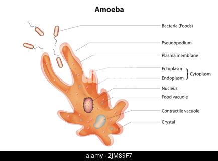 Structure amibe Illustration de Vecteur