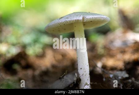 Tout en marchant dans la nature, vous avez souvent à travers différents champignons. Banque D'Images