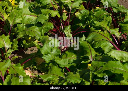 Semis précoce de plantes Beetroot labardy beta vulgaris poussant dans l'allotissement potager en été Angleterre Royaume-Uni Grande-Bretagne Grande BRI Banque D'Images