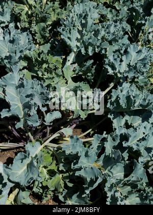 Seakale Sea kale crambe maritima brassicaceae maritima vivace croissant sur un potager de lotissement Angleterre Royaume-Uni Grande-Bretagne Banque D'Images