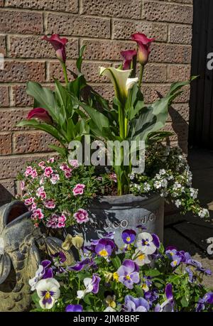 Gros plan des callas rouges et crème Callas zantedeschia et violas pansies fleurs croissant dans les pots dans le jardin en été Angleterre Royaume-Uni Grande-Bretagne Banque D'Images