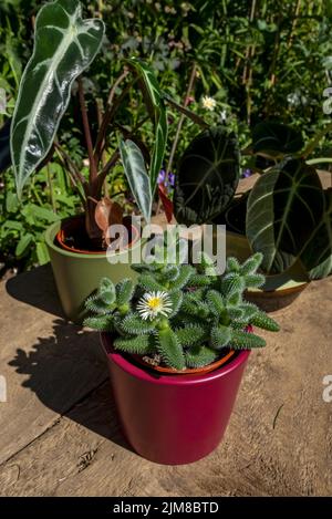 Gros plan de pots de plantes de maison alocasia reginula velours noir amazonica delosperma bambino plantes en été Angleterre Royaume-Uni Grande-Bretagne Banque D'Images