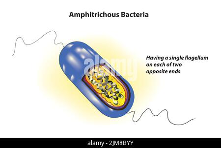 Bactéries Amphitrichous Illustration de Vecteur
