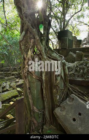 Banyan Trees, temple de Beng Mealea, Cambodge Banque D'Images