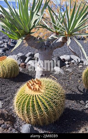 Espagne Lanzarote El Golfo Cactii poussant dans le sol volcanique Banque D'Images