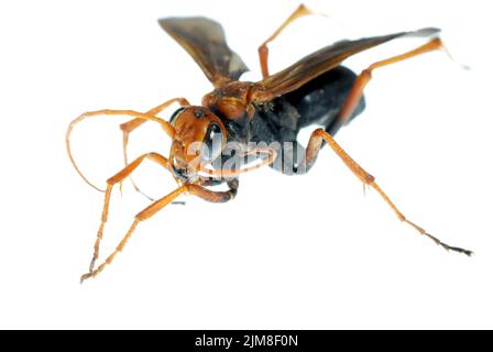 Wasp macro insecte isolée sur fond blanc Banque D'Images