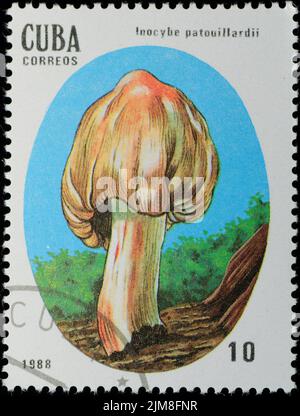 CUBA - VERS 1988 : champignons des timbres Banque D'Images