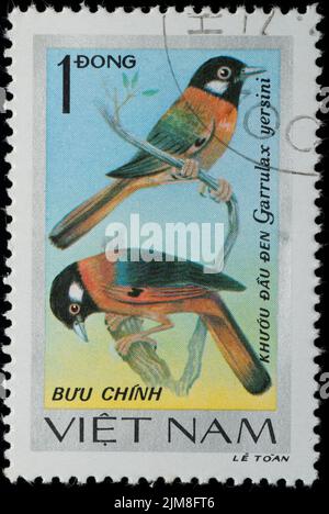 VIETNAM - VERS 1978: Timbre - animal songbird Banque D'Images