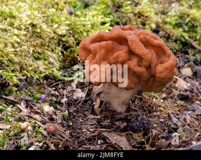 Fausse neige Morel - Gyromitra gigas Banque D'Images