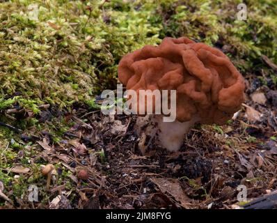 Fausse neige Morel - Gyromitra gigas Banque D'Images