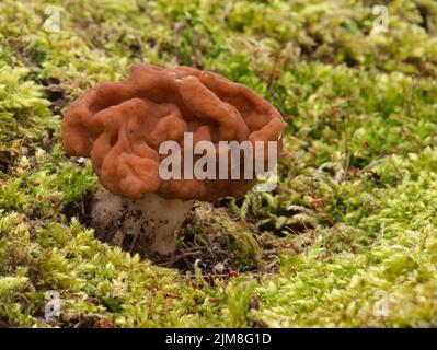 Fausse neige Morel - Gyromitra gigas Banque D'Images