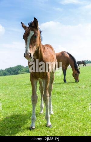 Un jeune foal avec sa mère à l'arrière-plan sur un pré vert Banque D'Images