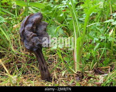 Selle gris ardoise, Helvella lacunosa Banque D'Images