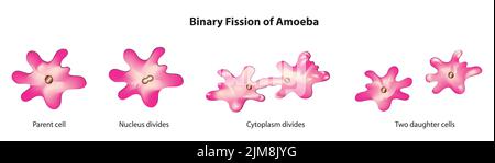 fission binaire de l'amibe Illustration de Vecteur