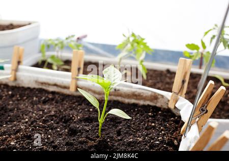 Poivrez les plantules dans des pots en plastique, gros plan. Culture de légumes dans le sol à l'intérieur ou en serre, foyer sélectif Banque D'Images