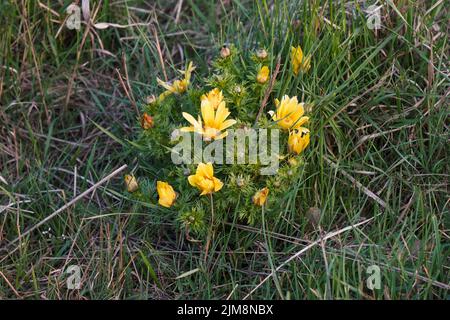 Adonis vernalis, oeil de faisan, oeil de faisan de printemps, oeil de faisan jaune et faux hellebore, plante à fleurs, Burgos, espagne. Banque D'Images