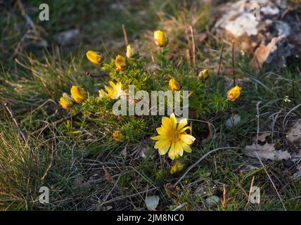 Adonis vernalis, oeil de faisan, oeil de faisan de printemps, oeil de faisan jaune et faux hellebore, plante à fleurs, Burgos, espagne. Banque D'Images