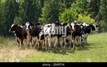 Petit groupe de vaches noires et blanches debout sur un pré et regardant dans la caméra Banque D'Images