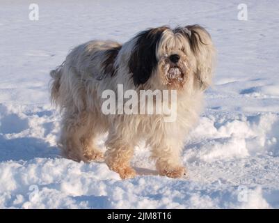 Terrier tibétain - elle chien Banque D'Images