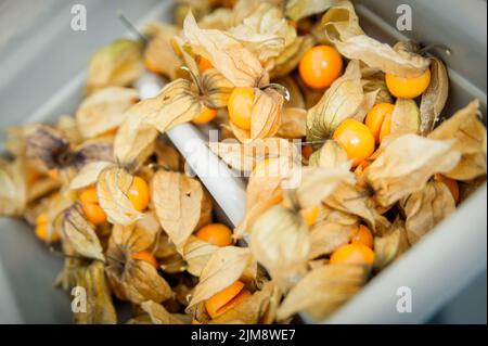 Physalis dans un panier Banque D'Images