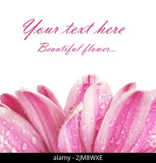 Fleur de chrysanthème isolé sur fond blanc Banque D'Images