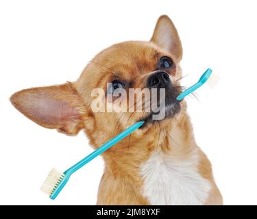 Brosse à dents avec chien chihuahua rouge isolé sur whit Banque D'Images