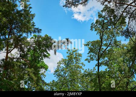 Les arbres verts se trouvent au sommet d'un ciel bleu de la forêt et des rayons du soleil rayent à travers les feuilles. Vue de dessous. Banque D'Images