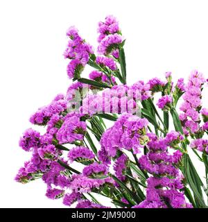 Bouquet de fleurs mauve statice ce arrangement Banque D'Images