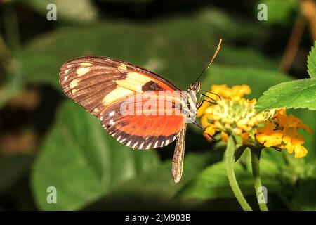 Hecales Longwing (Heliconius hecale) Amérique du Sud Banque D'Images