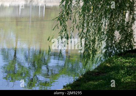 Printemps avec des branches fraîches de saule blanc ou Salix alba, beau arbre sur la rive du lac Ariana, Sofia, Bulgarie Banque D'Images