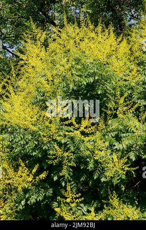 Brindilles aux feuilles et fleurs d'un arbre céleste ou d'Ailanthus altissima, Sofia, Bulgarie Banque D'Images