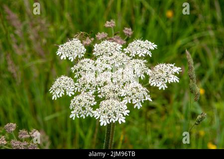 Anthriscus sylvestris, cow parsley Banque D'Images