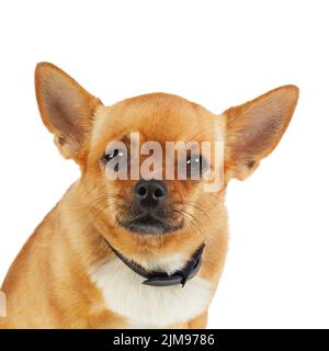Chihuahua Chien dans Collier Anti puce isolé sur fond blanc. Banque D'Images