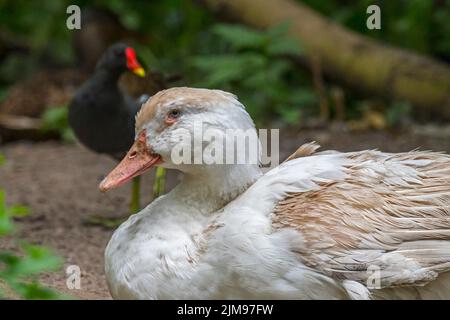 Canard domestique et moorhen au repos sur terre au zoo pour enfants / ferme pour enfants Banque D'Images