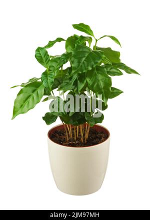 Arbre généalogique de café Arabica (plante) en pot de fleurs isolé sur fond blanc. Banque D'Images