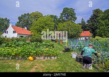 Volontaire travaillant au potager / potager / lotissement en été au zoo pour enfants / ferme pour enfants de campagne à Drongen, Belgique Banque D'Images