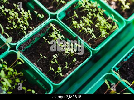 Petite plantule de tomate. Nouvelles plantules vertes en boîte Banque D'Images