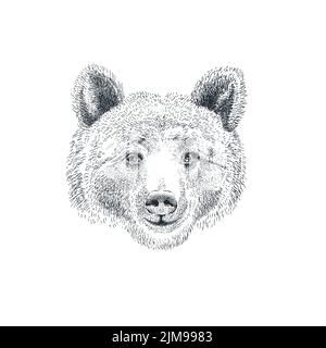 Tête d'ours dessinée à la main dans un style d'esquisse Illustration de Vecteur